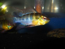 awww.cichlids.com_uploads_tx_usercichlids_user_pics_1579_march__ab6d26038f.jpg