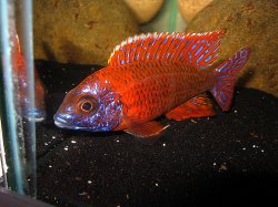 awww.cichlids.com_uploads_tx_usercichlids_user_pics_1579_march__c75123742c.jpg