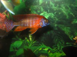 awww.cichlids.com_uploads_tx_usercichlids_user_pics_1579_ruby.j_f7d4d3a643.jpg