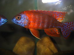 awww.cichlids.com_uploads_tx_usercichlids_user_pics_1579_march__3ec40fd1d7.jpg