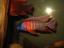 awww.cichlids.com_uploads_tx_usercichlids_user_pics_1579_march__dfd87f1bca.jpg