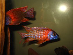 awww.cichlids.com_uploads_tx_usercichlids_user_pics_1579_1.jpg_78d398db04.jpg