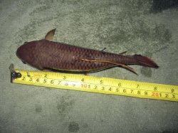 ai213.photobucket.com_albums_cc254_muds_fish_Erythrinus_20erythrinus_RedWolf8inch1.jpg