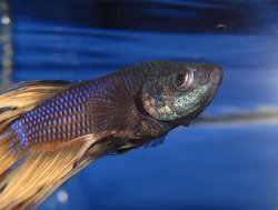 awww.cichlids.com_uploads_tx_usercichlids_user_pics_1579_3_21_0_e21f5696e4.jpg