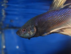 awww.cichlids.com_uploads_tx_usercichlids_user_pics_1579_3_21_0_4b0df87884.jpg