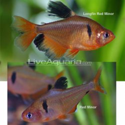 awww.liveaquaria.com_images_categories_product_p_26117_tetra.jpg