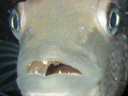 ai213.photobucket.com_albums_cc254_muds_fish_Dovii_TEETH.jpg