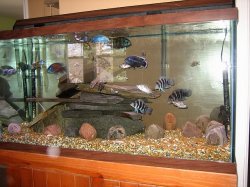 ai79.photobucket.com_albums_j121_Angus_06_New_20Fish_IMG_2480.jpg