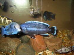 ai79.photobucket.com_albums_j121_Angus_06_New_20Fish_IMG_2344.jpg