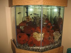 ai79.photobucket.com_albums_j121_Angus_06_New_20Fish_IMG_2514.jpg