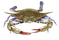 awww.dnr.state.md.us_fisheries_oxford_art_bluecrab.jpg