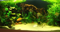 ai96.photobucket.com_albums_l168_EWrightB_aquarium_IMG_2278_Wood.jpg