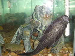 awww.dausshosting.com_fish_50G_pleco_lg.JPG