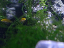 awww.dausshosting.com_fish_26G_juv_yellow.JPG