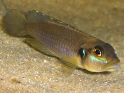 ai8.photobucket.com_albums_a32_sousarc_Aquario_Tropheus_OccelatusGoldMale1_Set08.jpg