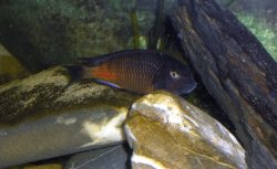 ai8.photobucket.com_albums_a32_sousarc_Aquario_Tropheus_TropheusAlpha3_Set08.jpg