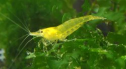 ai735.photobucket.com_albums_ww357_James0816_YellowShrimp_100409.jpg