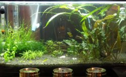 ai735.photobucket.com_albums_ww357_James0816_OtocinclusCatfishHome_FullTankView_010710.jpg