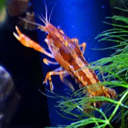 CPO-Crayfish.jpg