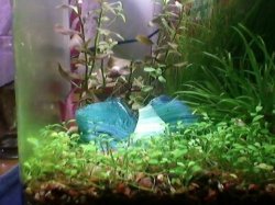 ai988.photobucket.com_albums_af1_AbeVigoda_Our_20Fish_20Tanks_73aa035d05bb.jpg