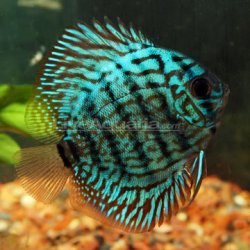 awww.liveaquaria.com_images_categories_product_p_39598_checkerboard.jpg