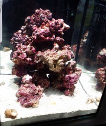 saltwater-nano-reef-tank-2.jpg