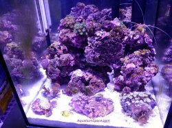 saltwater-cube-5-gallon-cleaner-skunk-corals.jpg