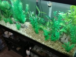 55gal tank(3)4-19.jpg