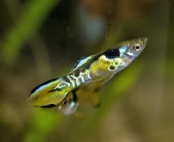 ai251.photobucket.com_albums_gg300_blueboy171_endler_Tiger_Endlers_by_Phoenix_Crypng.jpg