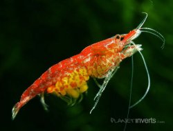 ai251.photobucket.com_albums_gg300_blueboy171_40_20gallon_40gredo_red_cherry_shrimp_swimming.jpg