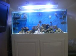 ai228.photobucket.com_albums_ee283_kbekl_4ft_207_20tank_001.jpg