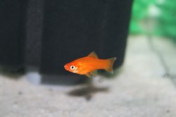 ai296.photobucket.com_albums_mm195_ForumBoosters_Swordtails_IMG_9687.jpg