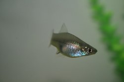 ai296.photobucket.com_albums_mm195_ForumBoosters_Swordtails_IMG_9683.jpg