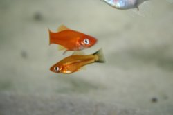 ai296.photobucket.com_albums_mm195_ForumBoosters_Swordtails_IMG_9673.jpg