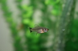 ai296.photobucket.com_albums_mm195_ForumBoosters_Swordtails_IMG_9684.jpg