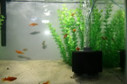 ai296.photobucket.com_albums_mm195_ForumBoosters_Swordtails_IMG_9695.jpg