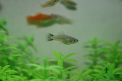 ai296.photobucket.com_albums_mm195_ForumBoosters_Swordtails_IMG_9723.jpg