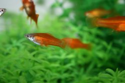 ai296.photobucket.com_albums_mm195_ForumBoosters_Swordtails_IMG_9714.jpg