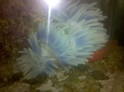 ai246.photobucket.com_albums_gg117_Drtbikrdude25_anemone.jpg