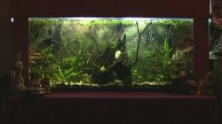 ai792.photobucket.com_albums_yy203_FishVixen_aquarium_aquariummiscpainted050.jpg