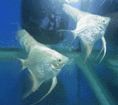 ai792.photobucket.com_albums_yy203_FishVixen_fwangelfish1268360920_2.gif