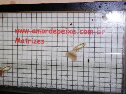 awww.amordepeixe.com.br_images_matriz_moscow_albino01.JPG