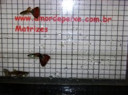 awww.amordepeixe.com.br_images_matriz_red_mosaico01.JPG