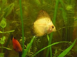 ai792.photobucket.com_albums_yy203_FishVixen_my_20discus_discus014_1.jpg