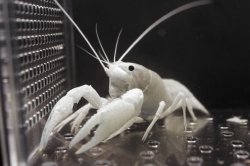 ai.ebayimg.com_t_1_pair_of_Live_Electric_white_Crayfish_Lobste7f68a90fe29a22bf6e89bb50f9241a00.jpg