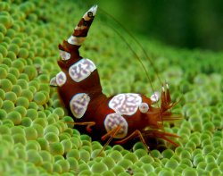 awww.scuba_equipment_usa.com_marine_APR04_images_Thor_amboinensis.jpg