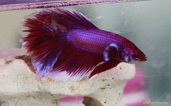 Betta-Tank-1.jpg