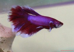 Betta-Tank-2.jpg