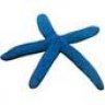 bluestarfish