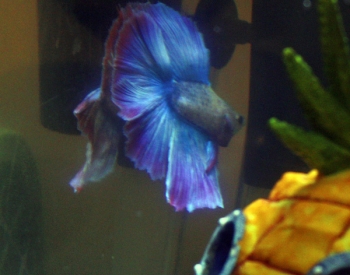 Betta-Halfmoon-DoubleTail-Ricardo-II-c.jpg